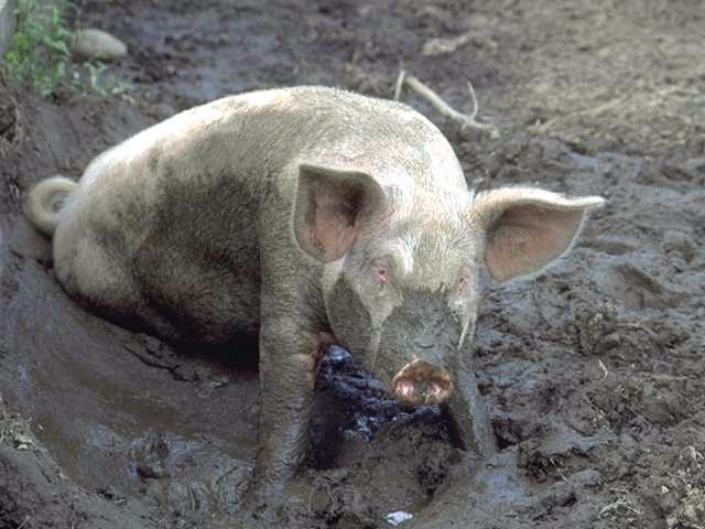 Pig in the mud